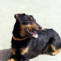 Picture of von der dachsberg ,german hunt terrier, head study