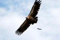 Picture of Vulture flying