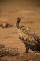 Picture of Vulture in Masai Mara