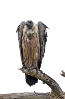 Picture of Vulture on branch