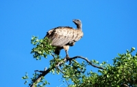 Picture of Vulture