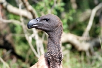 Picture of Vulture