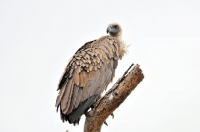 Picture of Vulture