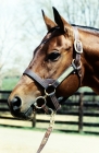Picture of wajima, thoroughbred at spendthrift farm, kentucky, head study
