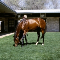 Picture of wajima, thoroughbred, grazing with handler, at spendthrift farm, kentucky