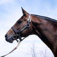 Picture of wajima, thoroughbred in usa