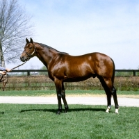 Picture of wajima, thoroughbred, usa, eclipse award winner 1975, at spendthrift farm, Kentucky