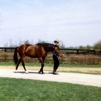 Picture of wajima walking with american handler, at spendthrift farm, kentucky, usa