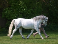 Picture of walking Connemara pony