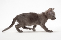Picture of walking Russian Blue kitten