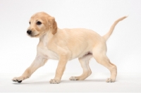 Picture of walking Saluki puppy