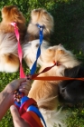 Picture of Walking three Pomeranians