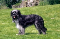 Picture of Waller, first Generation cross Briard-Australian Shepherd