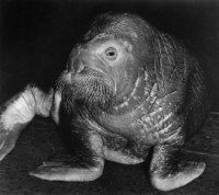 Picture of Walrus on black background