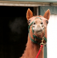 Picture of warm blood horse portrait
