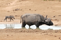 Picture of warthog and buffalo