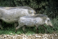 Picture of warthogs in addo elephant park, south africa