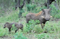 Picture of Warthog