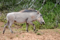 Picture of Warthog