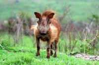 Picture of Warthog