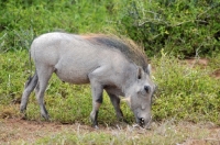 Picture of Warthog