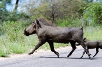 Picture of Warthog