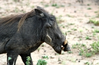 Picture of Warthog