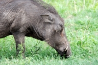 Picture of Warthog