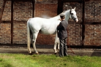 Picture of washing a Hanoverian at Celle