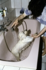 Picture of washing a west highland white terrier in bath