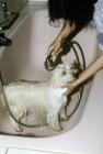 Picture of washing a west highland white terrier in the bath