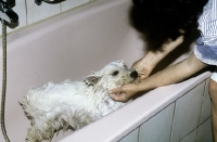 Picture of washing a west highland white terrier in the bathtub