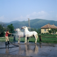 Picture of Washing lipizzaners at szilvasvarad
