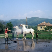 Picture of Washing lipizzaners at szilvasvarad
