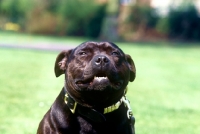 Picture of watchman 3, staffordshire bull terrier, mascot of the staffordshire regiment 