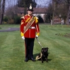 Picture of watchman 3, staffordshire bull terrier, mascot of the staffordshire regiment with soldier