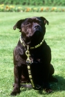 Picture of watchman 3, staffordshire bull terrier, mascot of the staffordshire regiment 