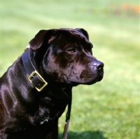 Picture of watchman 3 Staffordshire regiment mascot, staffordshire bull terrier with black collar