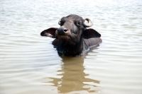 Picture of water buffalo in India