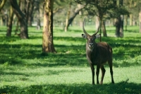 Picture of waterbuck in Kenya