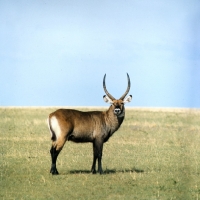 Picture of waterbuck looking at camera