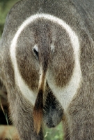 Picture of waterbuck rear view