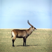 Picture of waterbuck side view