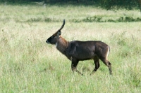 Picture of waterbuck walking in Kenya