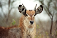 Picture of Waterbuck