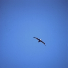 Picture of waved albatross flying off hood island, galapagos islands