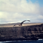 Picture of waved albatross flying towards hood Island, galapagos islands