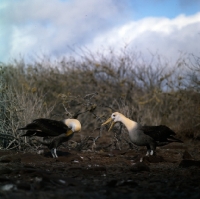 Picture of waved albatross in courtship dance, hood island, galapagos islands