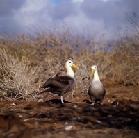 Picture of waved albatross in courtship dance, hood island, galapagos islands