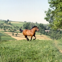 Picture of Wazka, Huzel cantering on hill, with trailing rein